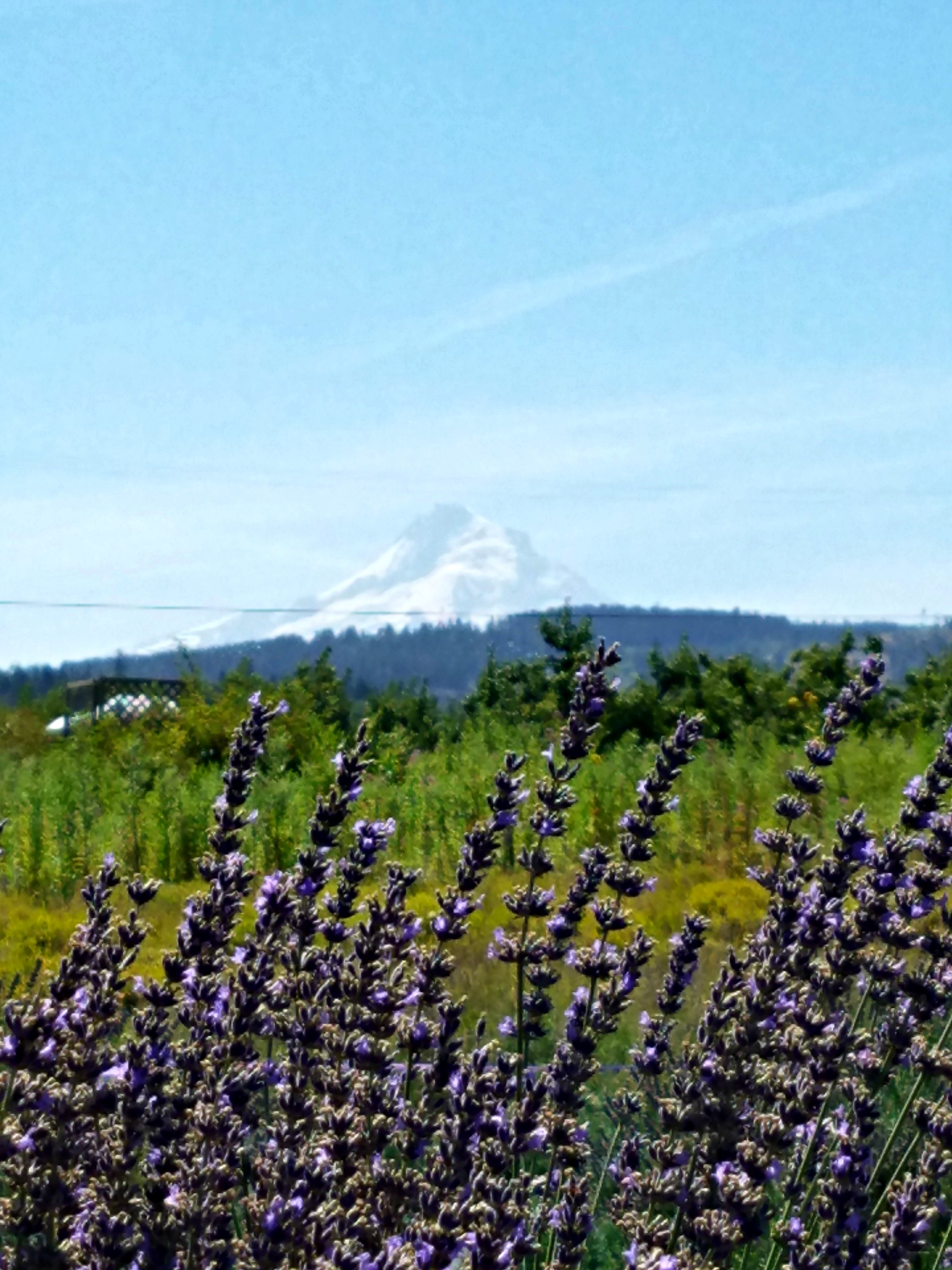 Purple Tumbler with Straw – Hood River Lavender Farms